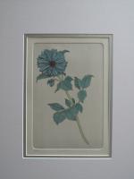 Dahlia