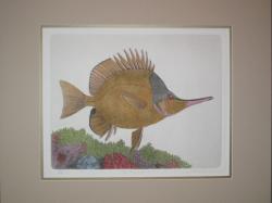 Butterflyfish