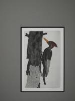 Woodpecker