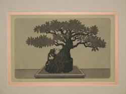 Ficus Bonsai