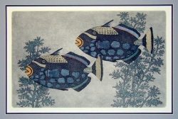 Clown Triggerfish (LARGE)