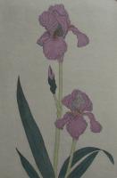 Iris